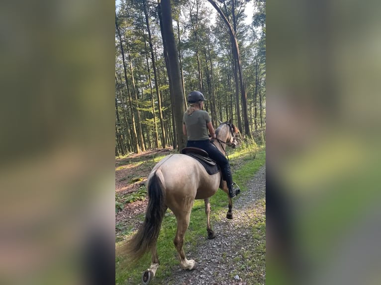Cruzado Jument 7 Ans 155 cm Isabelle in Bad Berleburg