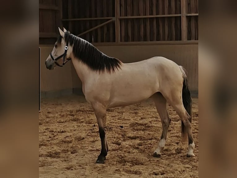 Cruzado Jument 7 Ans 155 cm Isabelle in Bad Berleburg