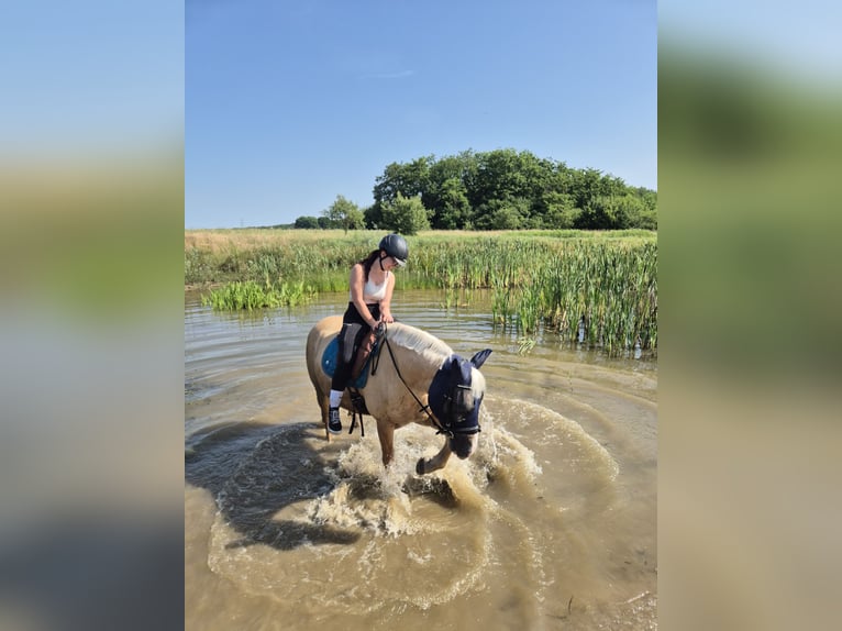 Cruzado Croisé Jument 7 Ans 156 cm Perle in Rodgau