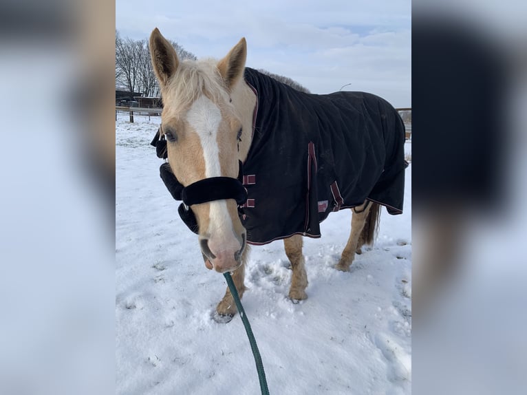 Cruzado Croisé Jument 7 Ans 156 cm Perle in Rodgau