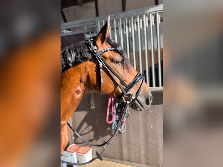 Cruzado Jument 7 Ans 157 cm Bai in Leverkusen