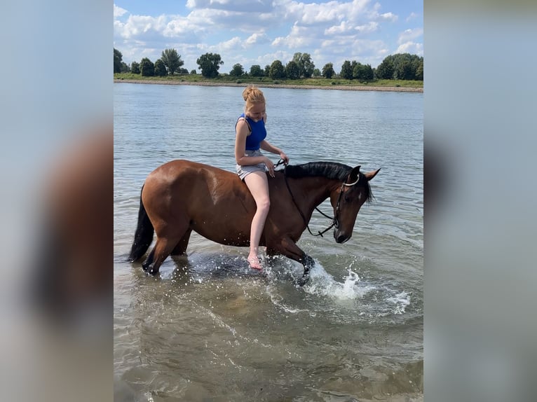 Cruzado Jument 7 Ans 157 cm Bai in Leverkusen