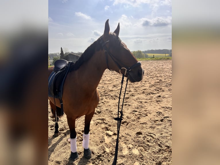 Cruzado Jument 7 Ans 157 cm Bai in Leverkusen