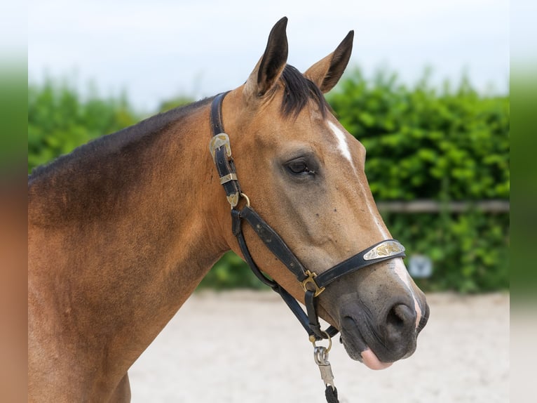 Cruzado Jument 7 Ans 160 cm Isabelle in Neustadt (Wied)