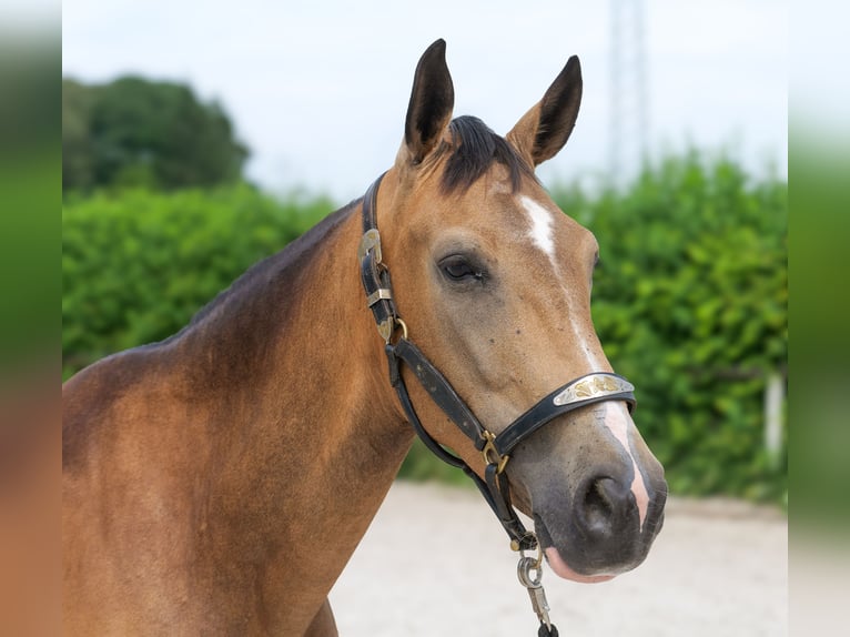 Cruzado Jument 7 Ans 160 cm Isabelle in Neustadt (Wied)