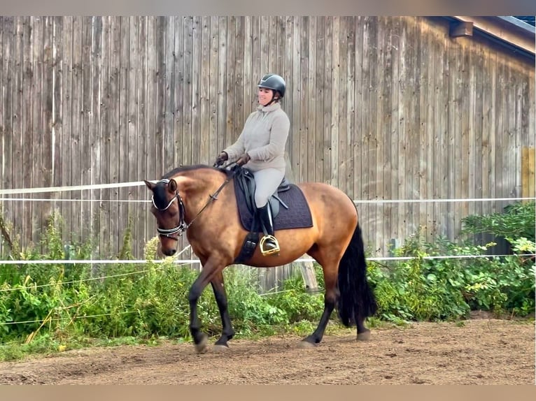 Cruzado Jument 7 Ans 162 cm Isabelle in Hamburg Spadenland