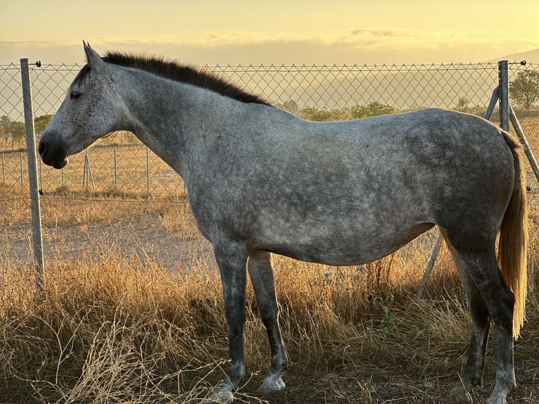 Cruzado Jument 8 Ans 150 cm Gris pommelé in Bad Zwischenahn