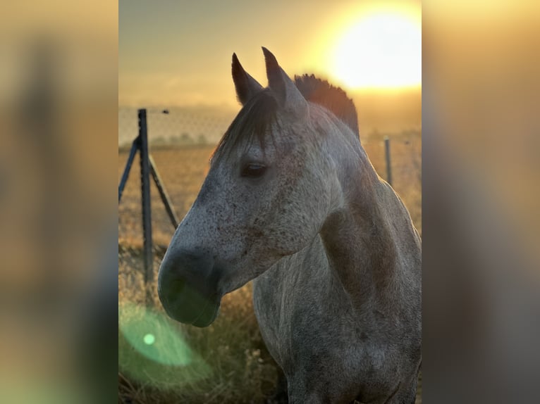 Cruzado Jument 8 Ans 150 cm Gris pommelé in Bad Zwischenahn
