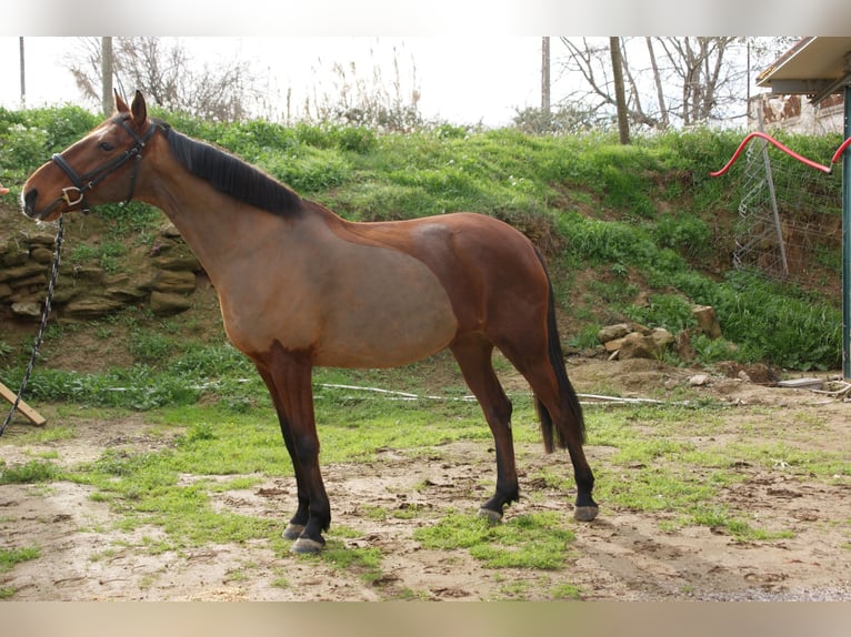 Cruzado Jument 8 Ans 153 cm Bai clair in Torrefarrera, Lleida