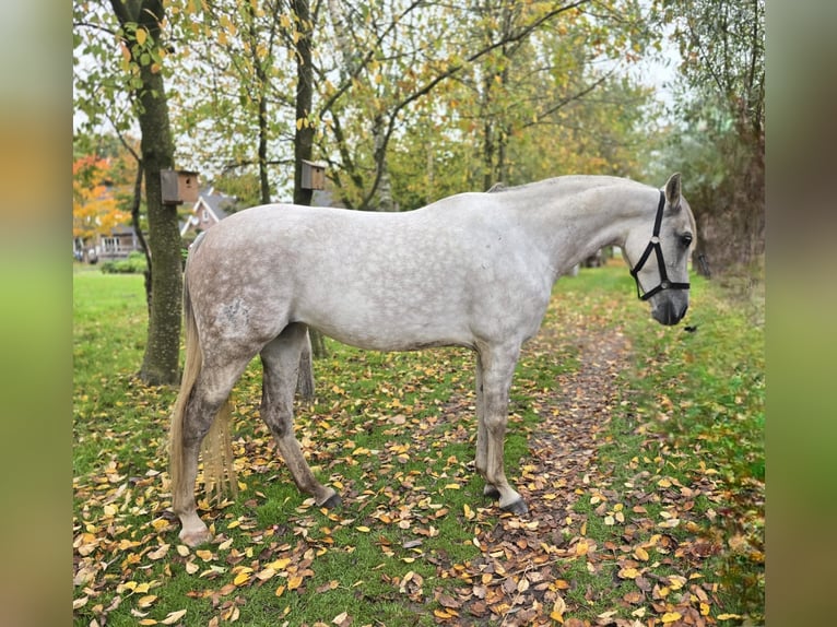 Cruzado Croisé Jument 8 Ans 153 cm Gris pommelé in Rossum