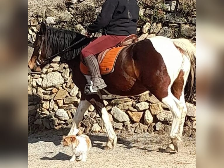 Cruzado Jument 8 Ans 155 cm Gris in Sabadell Cruzado Jument 8 Ans 155 cm Gris in Sabadell