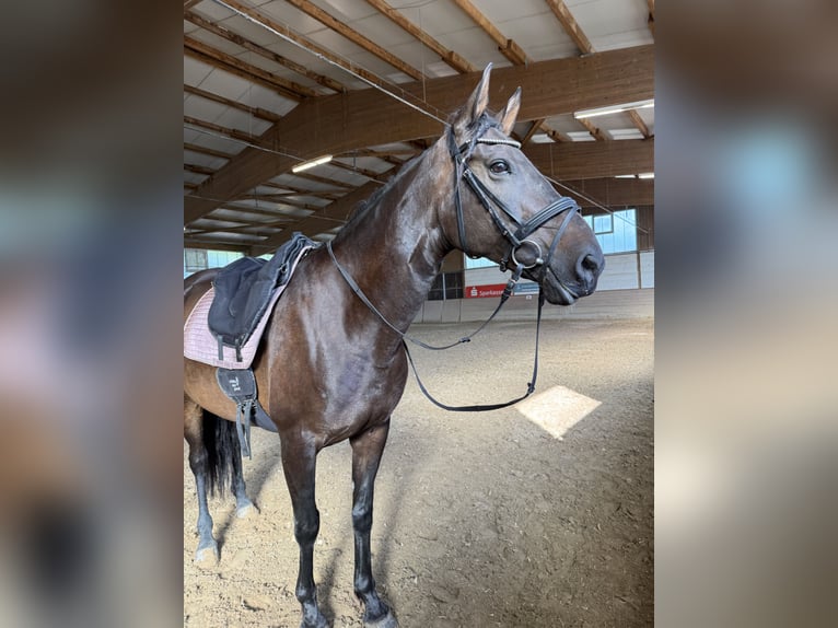 Cruzado Jument 8 Ans 160 cm in OffenburgOffenburg