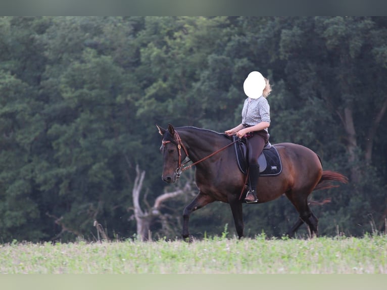 Cruzado Jument 8 Ans 162 cm Bai brun in Marklohe
