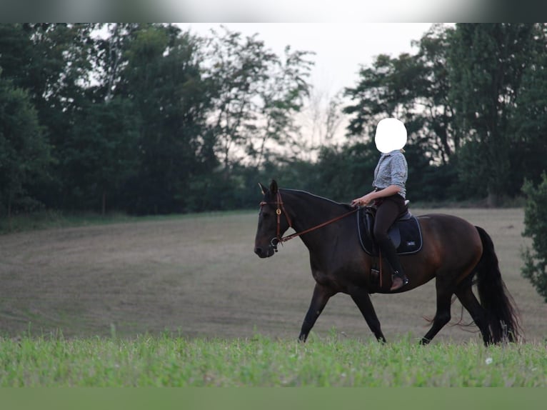 Cruzado Jument 8 Ans 162 cm Bai brun in Marklohe