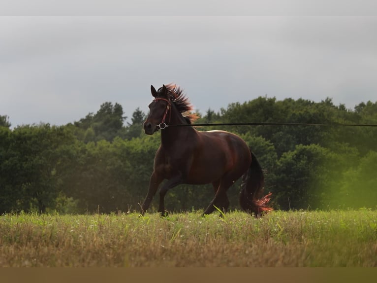 Cruzado Jument 8 Ans 162 cm Bai brun in Marklohe