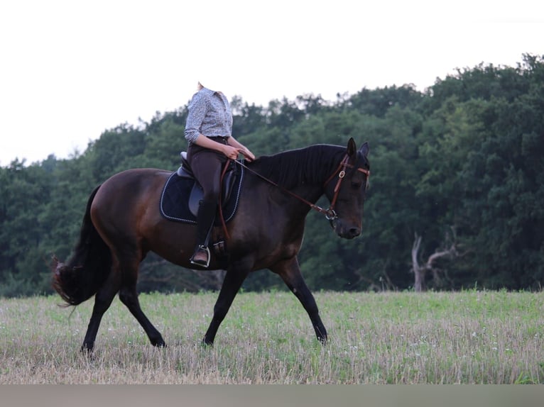 Cruzado Jument 8 Ans 162 cm Bai brun in Marklohe
