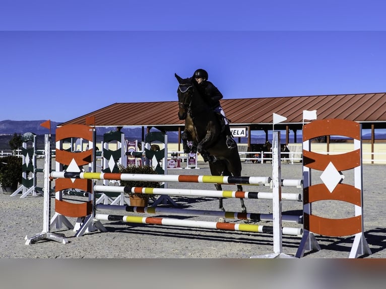 Cruzado Jument 8 Ans in Madrid