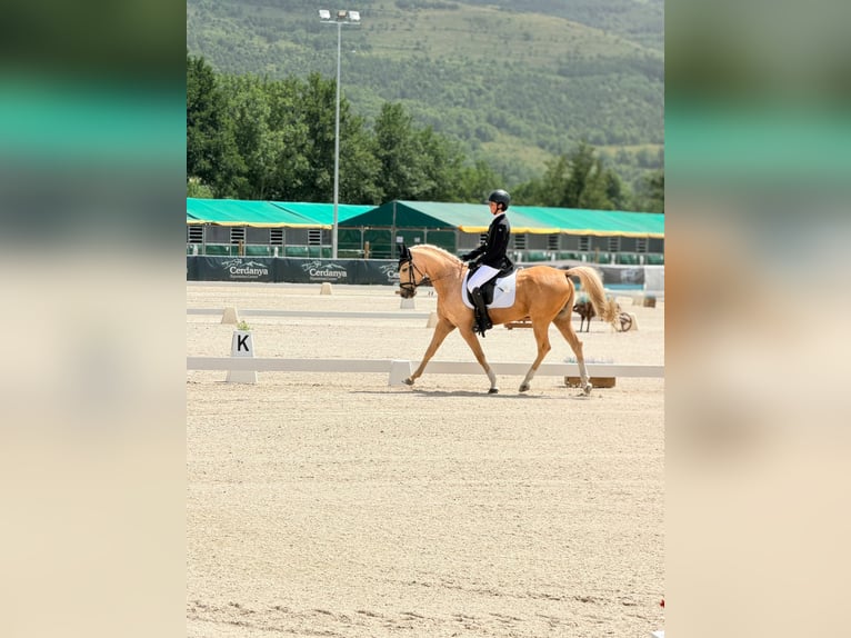 Cruzado Croisé Jument 9 Ans 148 cm Palomino in Villaviciosa De Odon