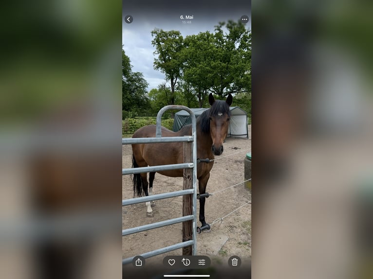 Cruzado Jument 9 Ans 150 cm Bai brun in M&#xFC;den (Aller)