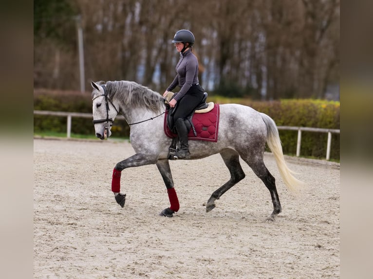 Cruzado Jument 9 Ans 155 cm Gris moucheté in Neustadt (Wied)