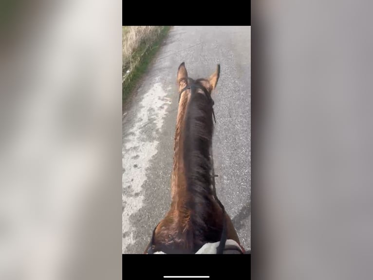 Cruzado Jument 9 Ans 160 cm in Vahlberg