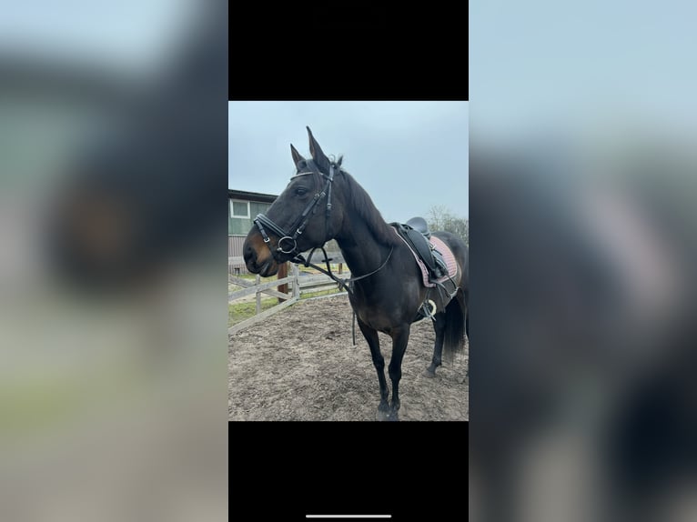 Cruzado Jument 9 Ans 160 cm in OffenburgOffenburg