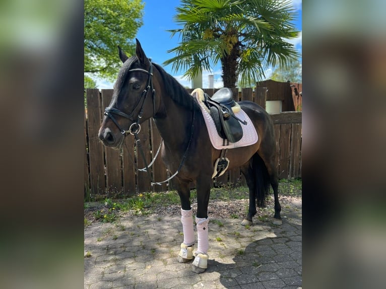 Cruzado Jument 9 Ans 160 cm in OffenburgOffenburg