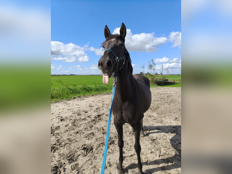 Cruzado Jument 9 Ans 160 cm Noir in Heerenveen