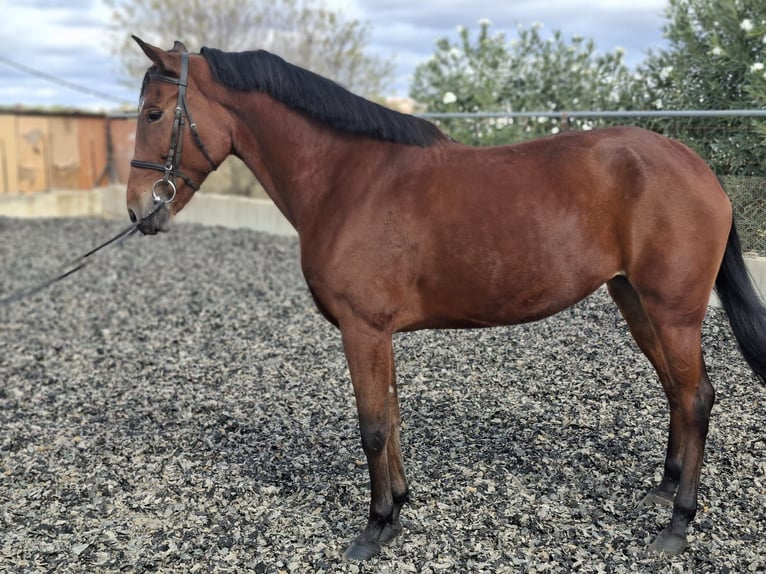 Cruzado Jument 9 Ans 162 cm Bai in Trigueros