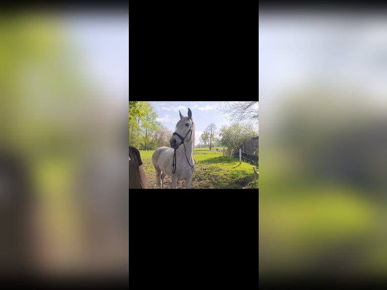 Cruzado Mix Klacz 10 lat 150 cm Siwa in Achel