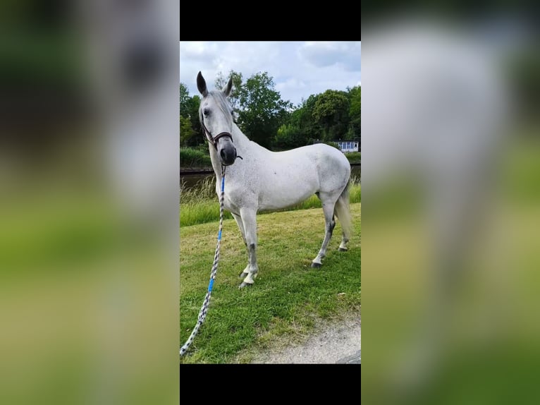 Cruzado Mix Klacz 10 lat 150 cm Siwa in Achel