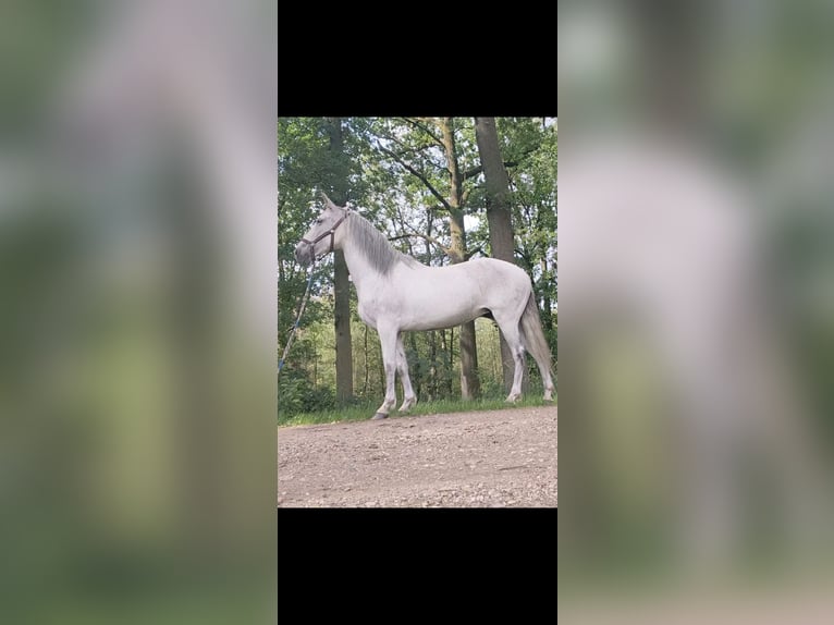 Cruzado Mix Klacz 10 lat 150 cm Siwa in Achel