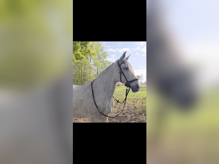 Cruzado Mix Klacz 10 lat 150 cm Siwa in Achel
