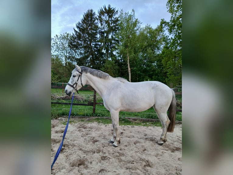 Cruzado Klacz 10 lat 152 cm Siwa in Wischhafen