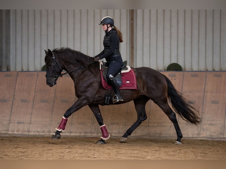 Cruzado Klacz 10 lat 165 cm Ciemnogniada in Neustadt (Wied)