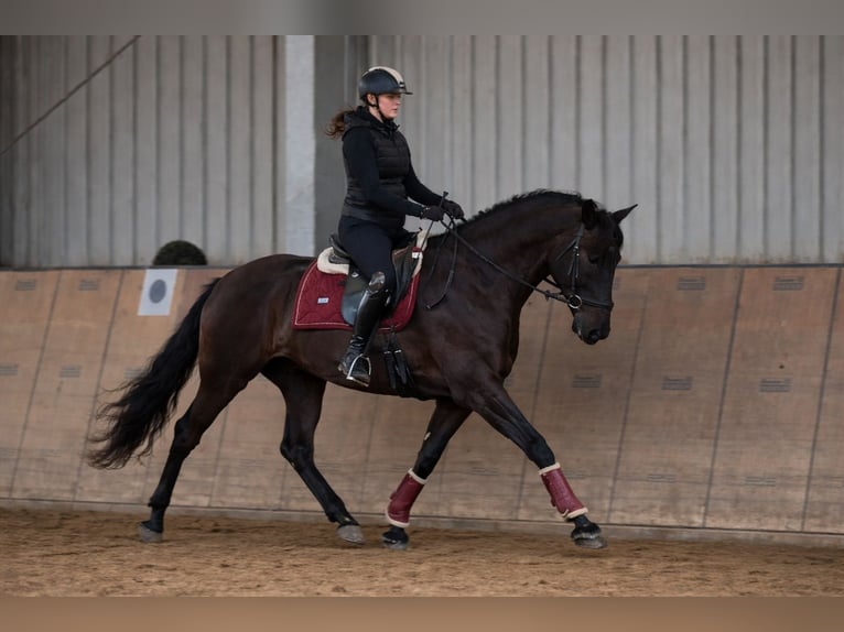 Cruzado Klacz 10 lat 165 cm Ciemnogniada in Neustadt (Wied)