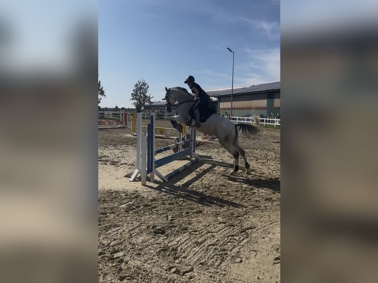 Cruzado Mix Klacz 10 lat 166 cm Siwa w hreczce in Korschenbroich