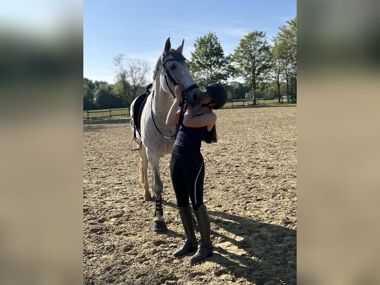 Cruzado Mix Klacz 10 lat 166 cm Siwa w hreczce in Korschenbroich