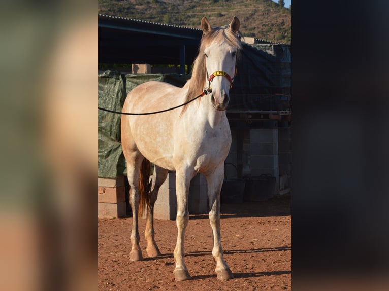 Cruzado Mix Klacz 10 lat Bułana in La Vall D'Uixo