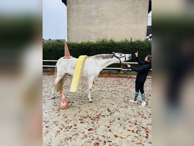 Cruzado Klacz 11 lat 158 cm Siwa in Lünen