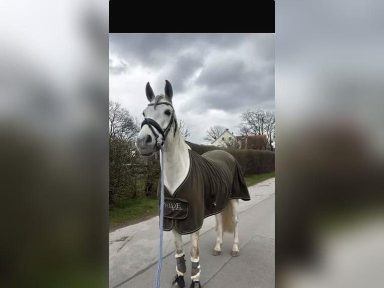 Cruzado Klacz 11 lat 158 cm Siwa in Lünen