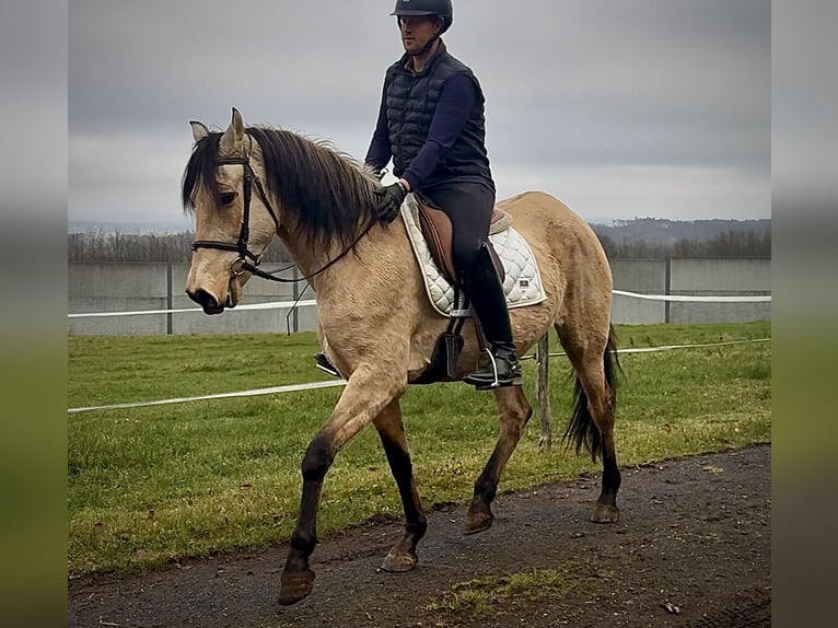 Cruzado Klacz 11 lat 160 cm Bułana in Neustadt (Wied)