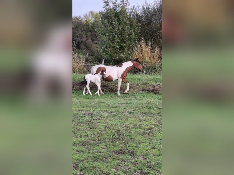 Cruzado Mix Klacz 11 lat 160 cm Srokata in Santiago De Compostela