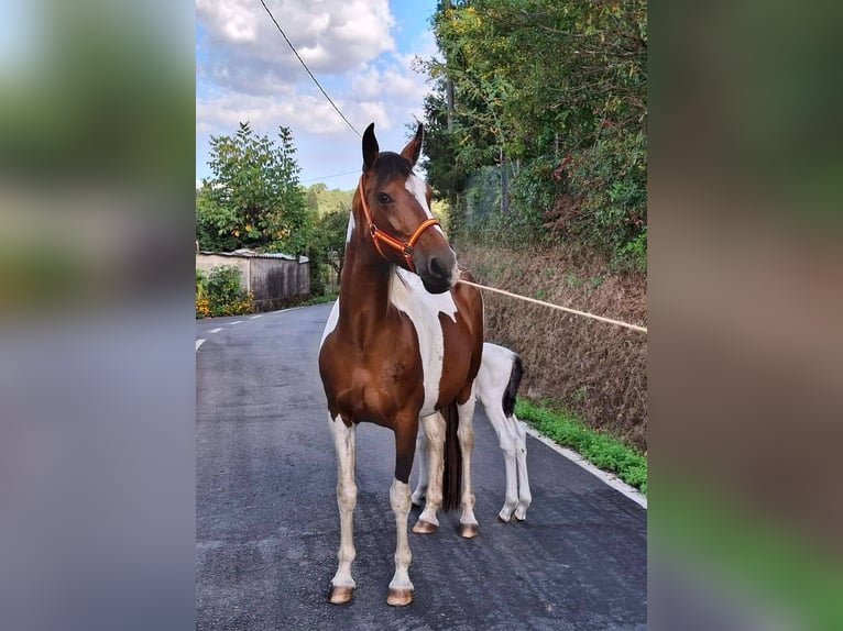 Cruzado Mix Klacz 11 lat 160 cm Srokata in Santiago De Compostela