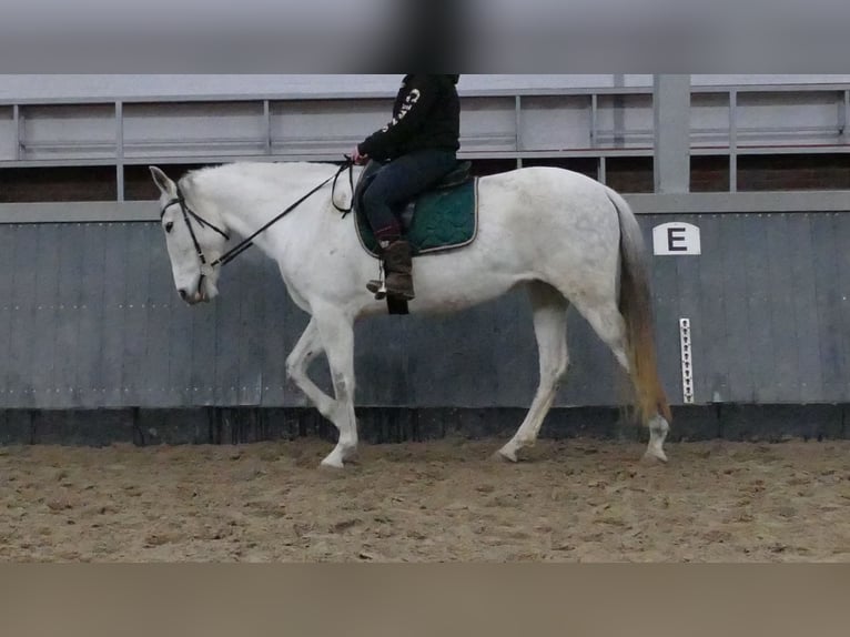 Cruzado Klacz 11 lat 162 cm Siwa in Lathen