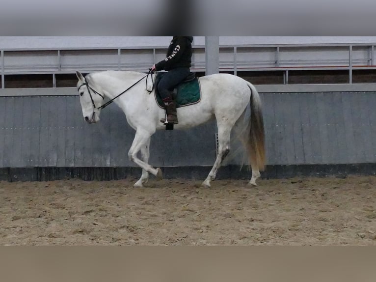 Cruzado Klacz 11 lat 162 cm Siwa in Lathen