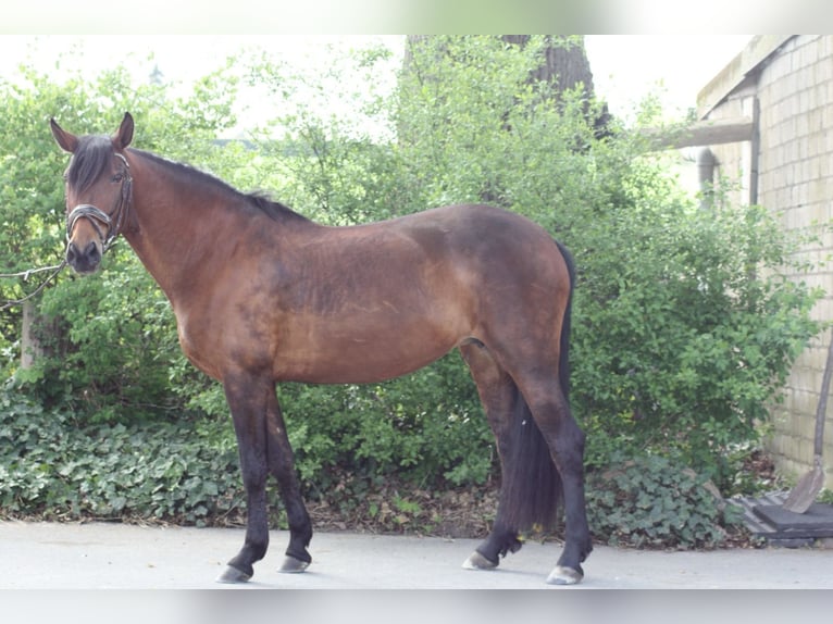Cruzado Klacz 12 lat 160 cm Gniada in Osnabrück