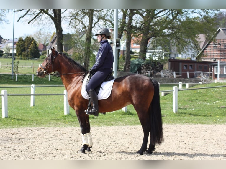 Cruzado Klacz 12 lat 160 cm Gniada in Osnabrück