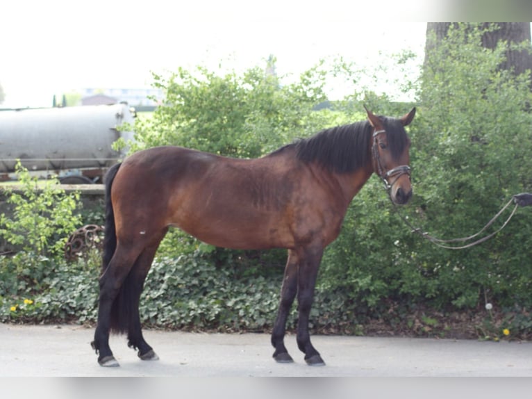 Cruzado Klacz 12 lat 160 cm Gniada in Osnabrück