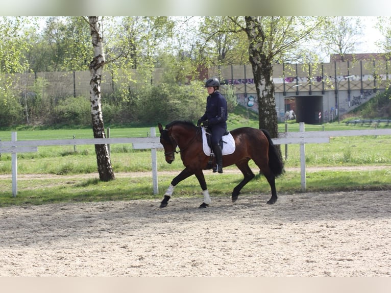 Cruzado Klacz 12 lat 160 cm Gniada in Osnabrück
